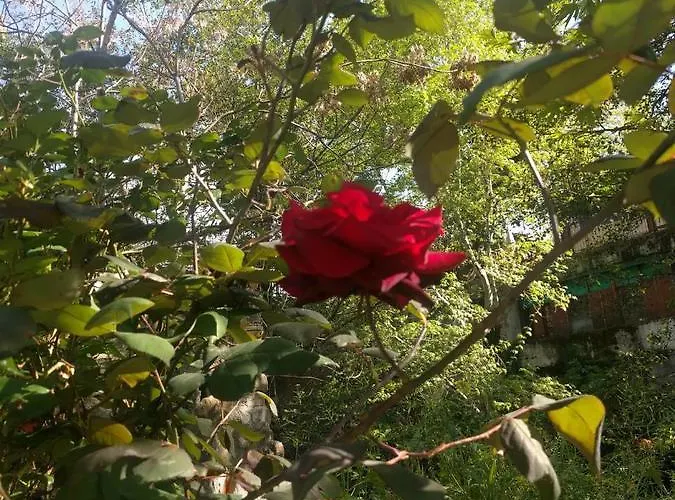 Hotel Galata's Bridge